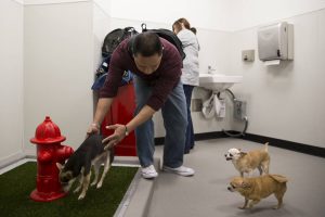 airport pet turf